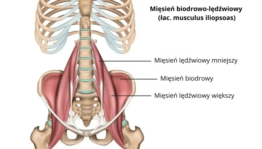 Anatomia mięśnia biodrowo-lędźwiowego, pokazująca jego połączenie z kręgosłupem i miednicą.